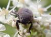 Hoplia philanthus philanthus